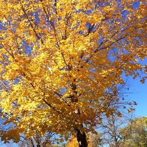 Meet your Posher, Roxana